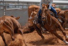 What are the rules of team penning?