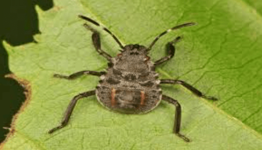 Seasonal Pest Control: Preparing for the Port St. Lucie Climate