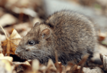 Seasonal Rodent Activities Across Different Neighborhoods