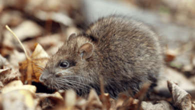 Seasonal Rodent Activities Across Different Neighborhoods