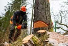 Tree Trimming and Stump Removal: A Comprehensive Guide for Property Owners