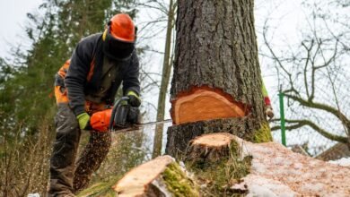 Tree Trimming and Stump Removal: A Comprehensive Guide for Property Owners