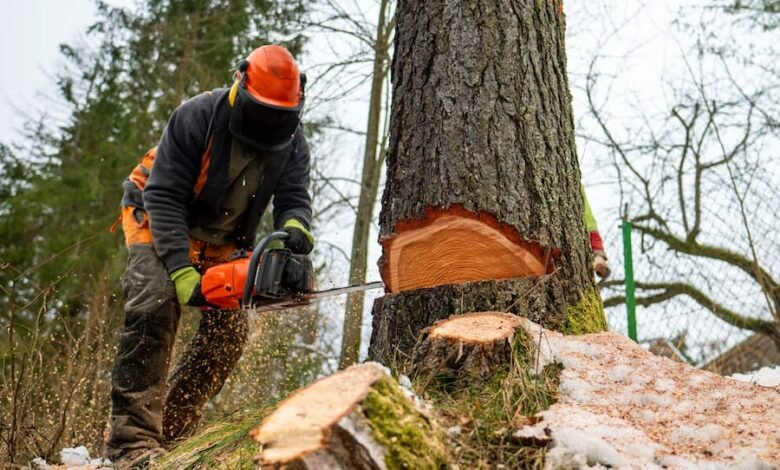 Tree Trimming and Stump Removal: A Comprehensive Guide for Property Owners