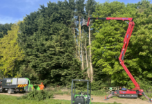 How Tree Surgery Trends Are Shaping Safer, Greener UK Neighbourhoods in 2026